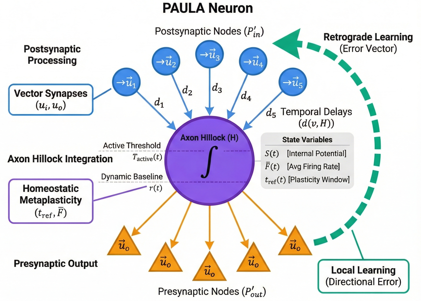 PAULA neuron model architecture